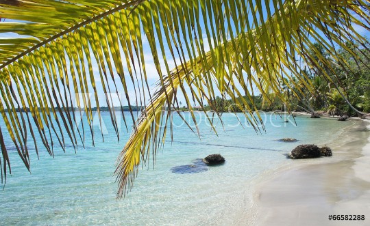 Picture of Palm leaf and beach
